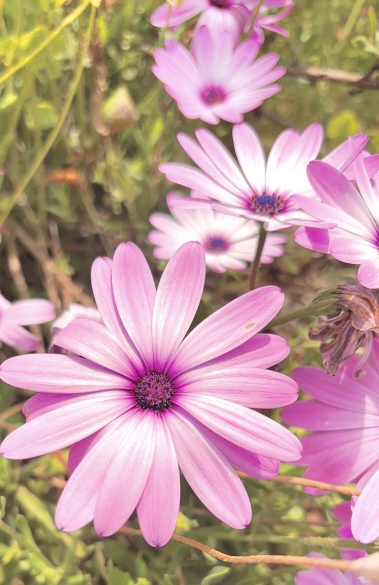 🩷あーちゃん🌸.*本垢✿*ﾟ tweet media