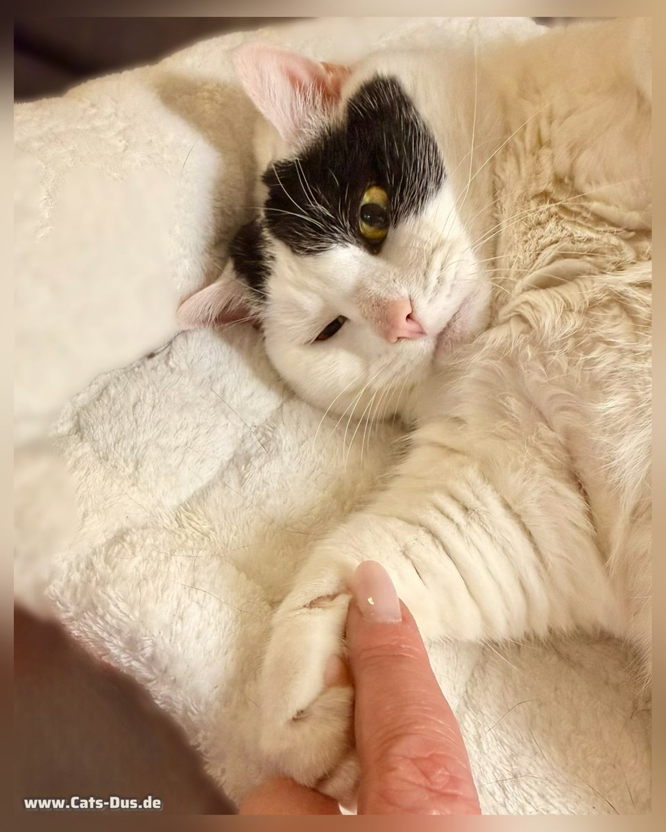 Tiger und Sternchen tweet media