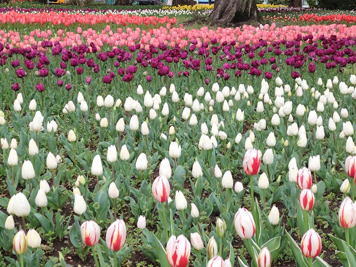 smTIXlm5oE8Dcjf's tweet photo. 弥生三月も月末の横浜公園。全国から桜便りの届く中、チューリップも見頃になってきました。#横浜公園　#チューリップ https://t.co/hBgSzPDwGm