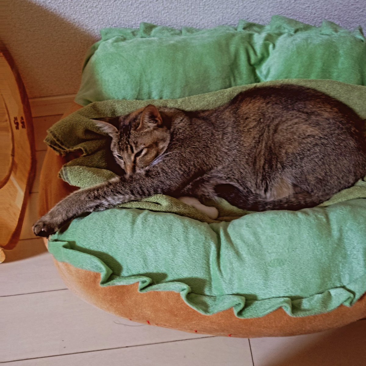 光安 淳 みつやす じゅん tweet media