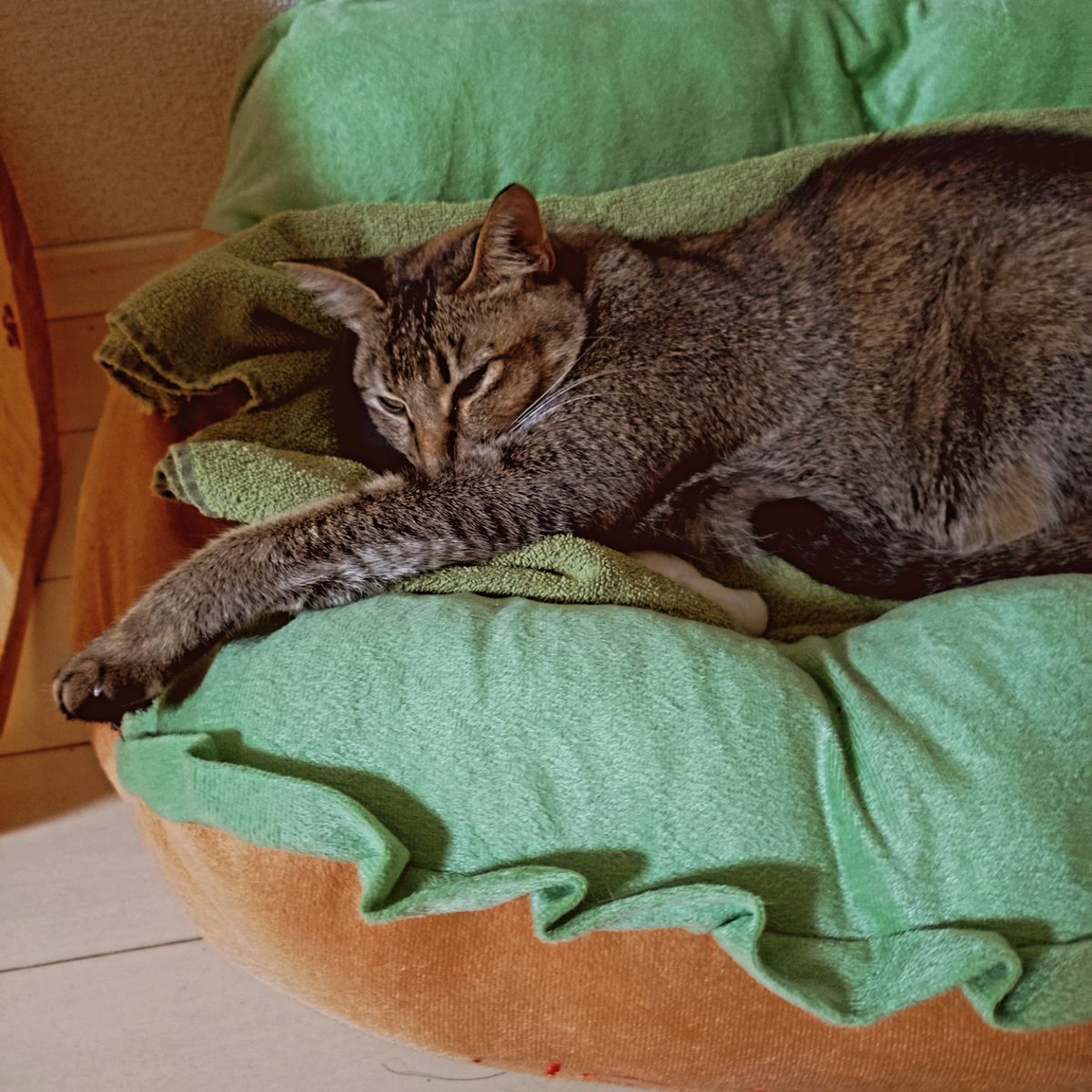 光安 淳 みつやす じゅん tweet media