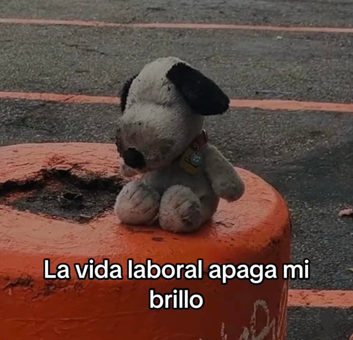 Animalitos en aprietos. tweet media