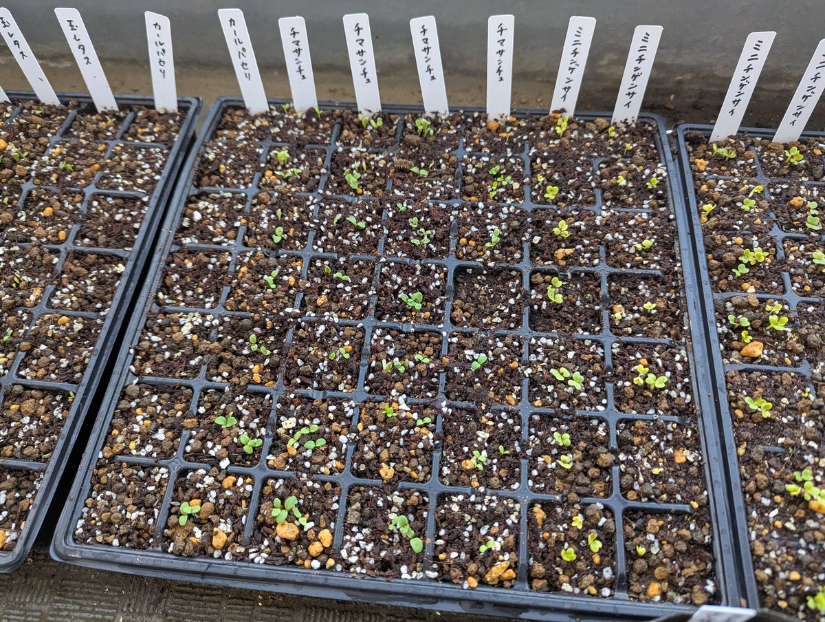 Nin nin ninja【家庭菜園1 年目👩‍🌾】 tweet media