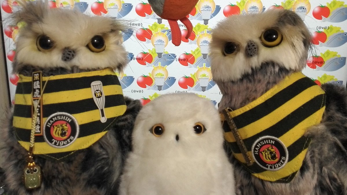 🐯🦉山崎弘樹 Yamazaki Hiroki🦉🌎 tweet media