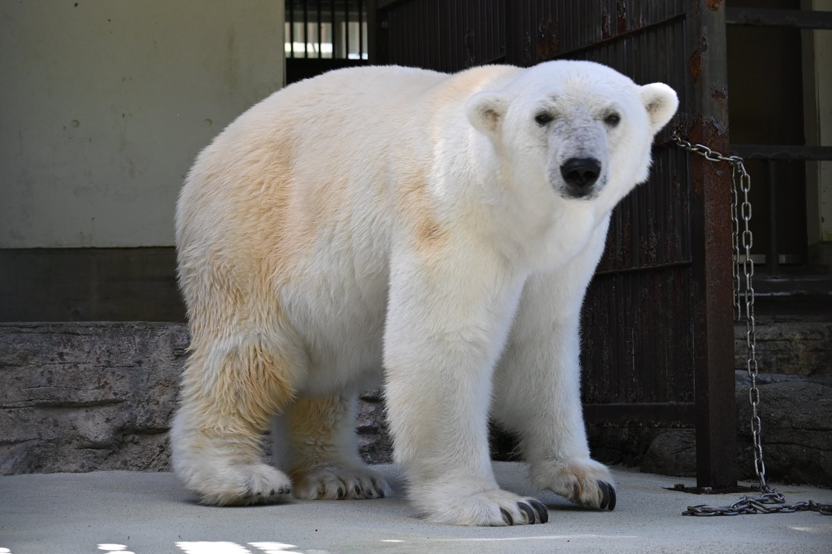 愛媛県立とべ動物園【公式】 tweet media