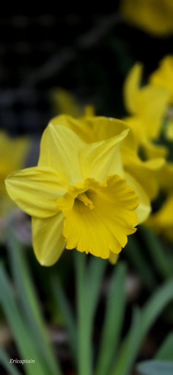 Ericaptain tweet media