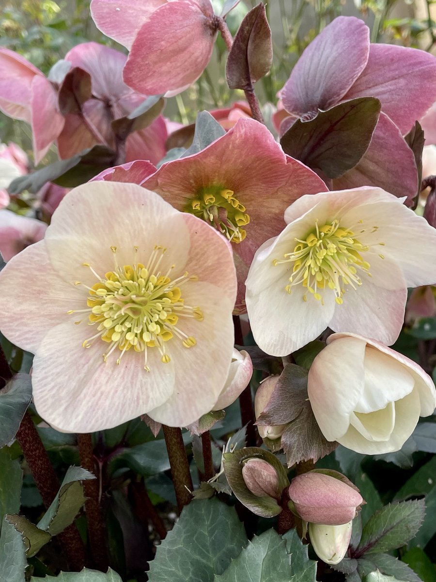 みぃ🐣 tweet media