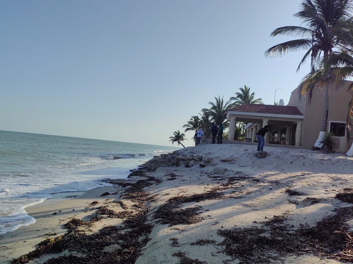 GSandovalSalas's tweet photo. 🌊🧤La Oficina de Representación de la @SEMARNAT_mx en #Campeche, en coordinación con instancias del sector ambiental federal y estatal, participó en la primera jornada de limpieza en el Santuario Playa Chenkan, una acción clave en el marco de la Estrategia Nacional de Playas y Costas 2025-2030. 

Previo al inicio de la temporada de anidación, recorrimos 3 km para dejar la costa libre de plásticos y obstáculos. Al recolectar más de 140 kg de residuos, aseguramos que el camino de las tortugas marinas y sus crías sea mucho más seguro 🐢.