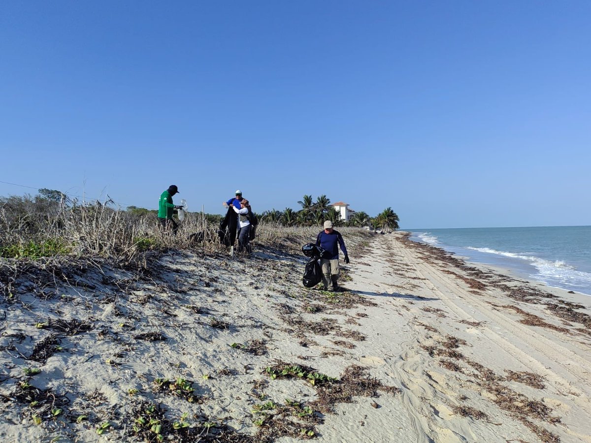 GSandovalSalas's tweet photo. 🌊🧤La Oficina de Representación de la @SEMARNAT_mx en #Campeche, en coordinación con instancias del sector ambiental federal y estatal, participó en la primera jornada de limpieza en el Santuario Playa Chenkan, una acción clave en el marco de la Estrategia Nacional de Playas y Costas 2025-2030. 

Previo al inicio de la temporada de anidación, recorrimos 3 km para dejar la costa libre de plásticos y obstáculos. Al recolectar más de 140 kg de residuos, aseguramos que el camino de las tortugas marinas y sus crías sea mucho más seguro 🐢.