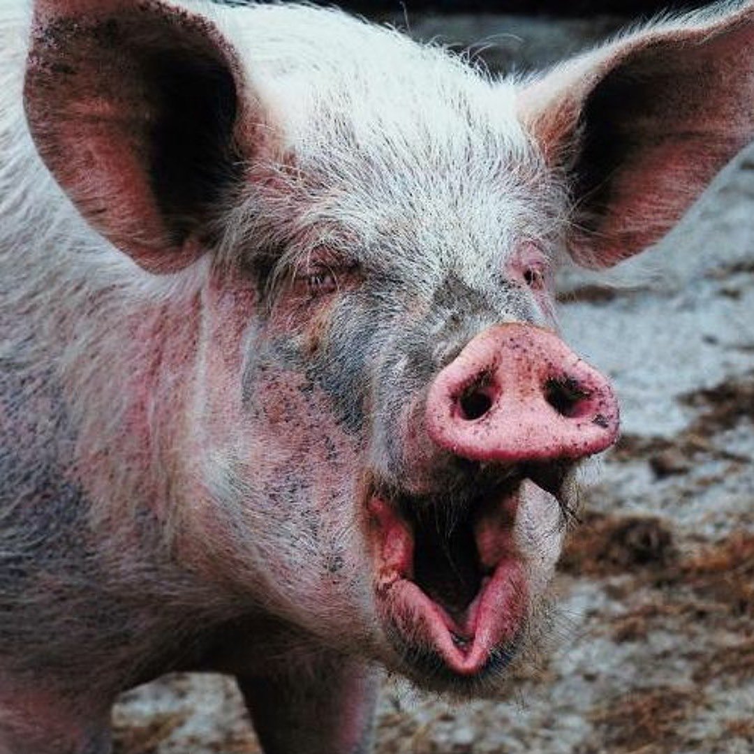 87 thoughts. tweet media