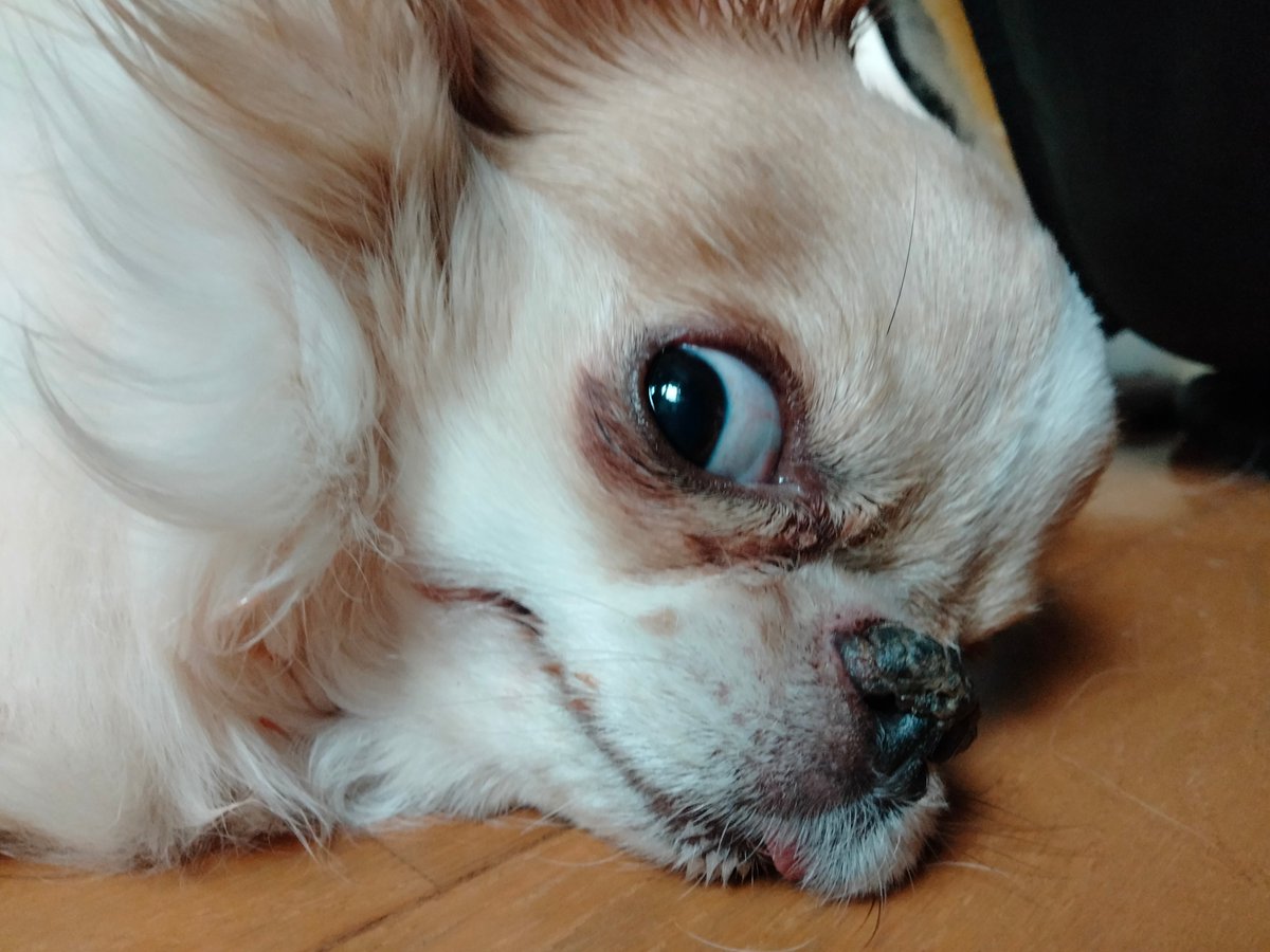 えちごやとちわわ tweet media