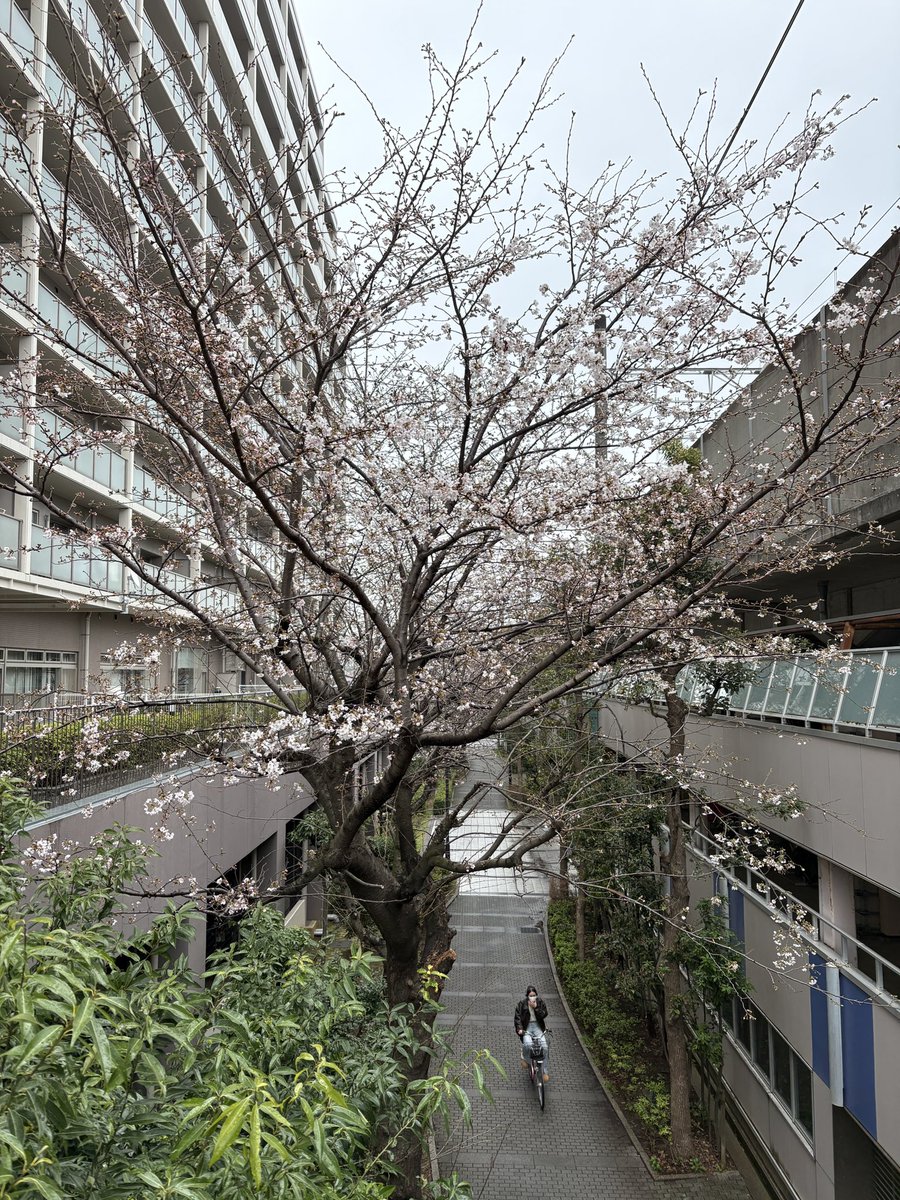menmaB's tweet photo. 我が家の桜🌸
3月19日（開花）➡︎21日➡︎27日（今日）
日曜日に帰ってくるまで��いててね🙇 https://t.co/6Woiq6ADF8