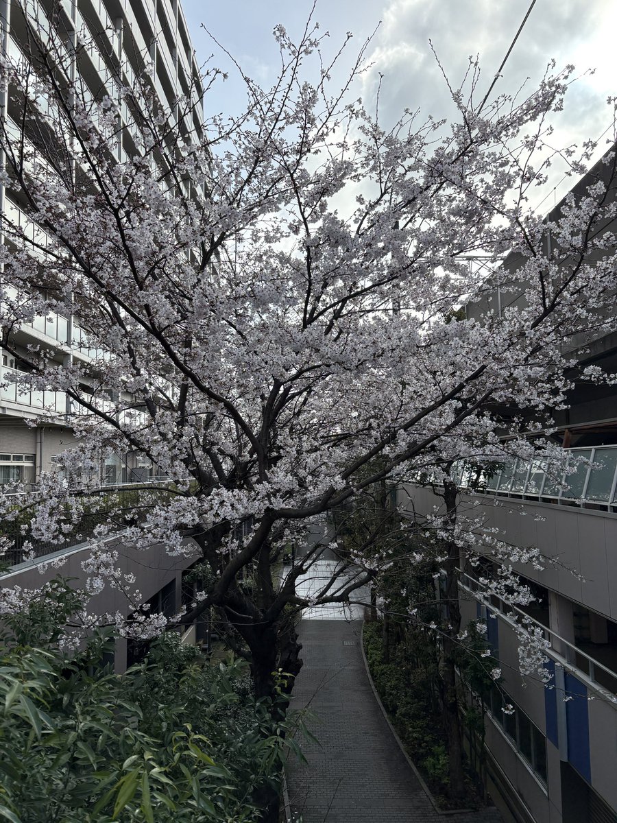 menmaB's tweet photo. 我が家の桜🌸
3月19日（開花）➡︎21日➡︎27日（今日）
日曜日に帰ってくるまで��いててね🙇 https://t.co/6Woiq6ADF8