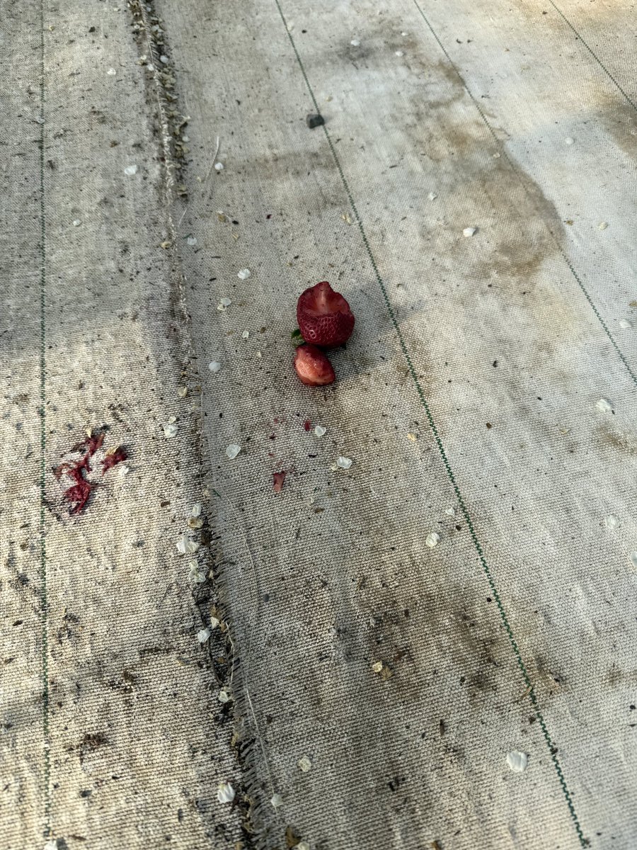 多度グリーンファーム tweet media