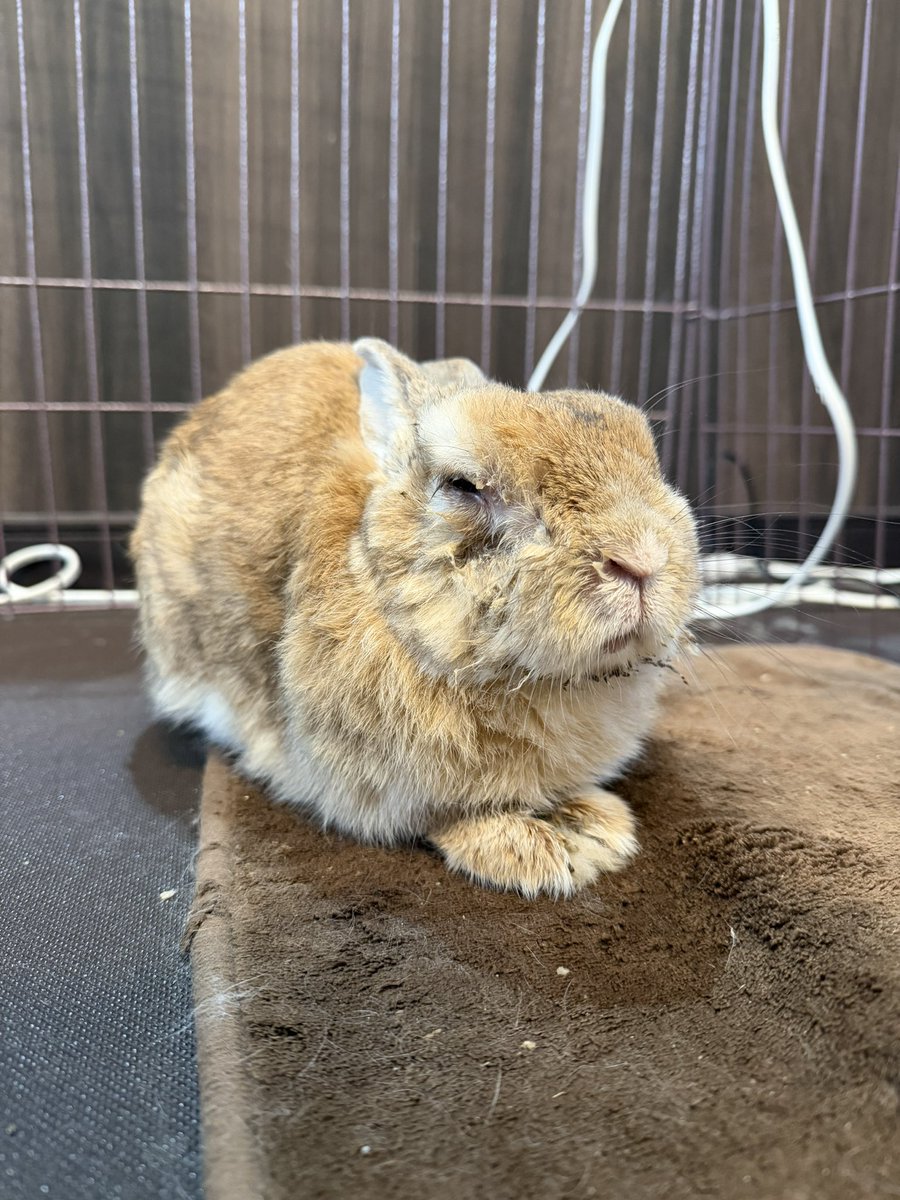 Senta the rabbit tweet media