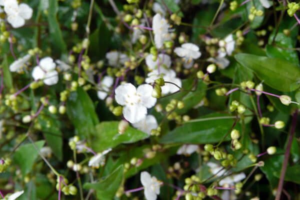 fortissimo shin tweet media