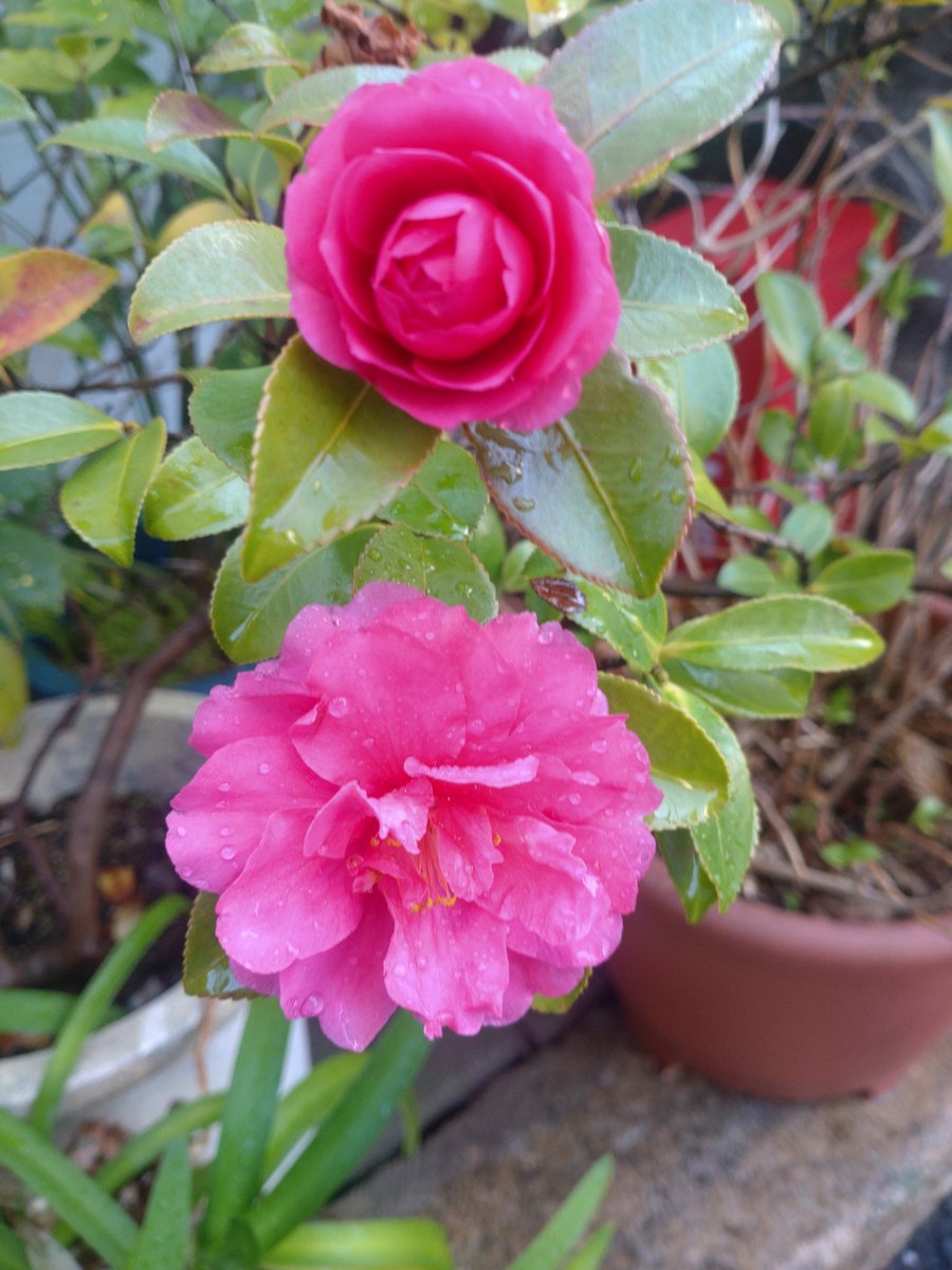 まさやん😃NMB激推し🎶 tweet media