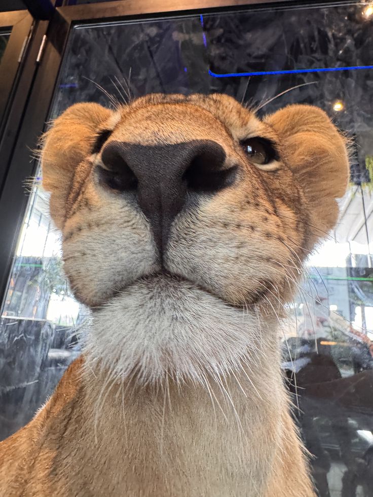 hedones da nana 🇮🇹 !! tweet media