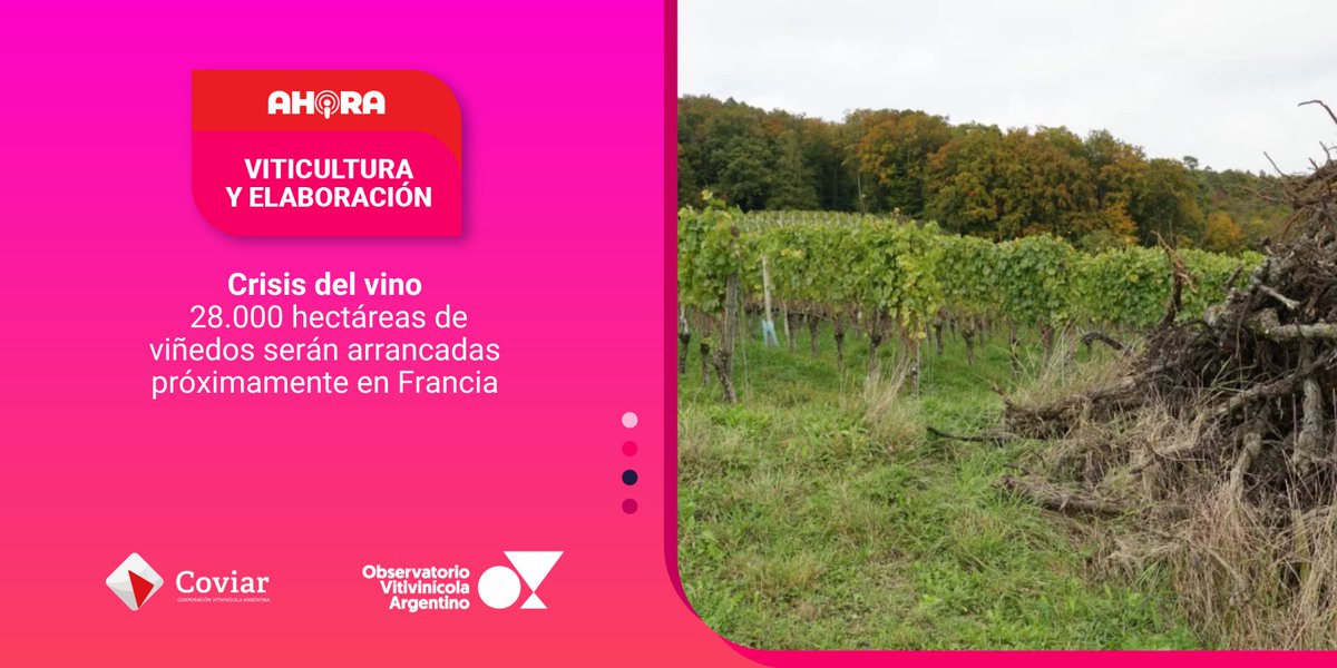 Observatorio Vitivinícola Argentino tweet media