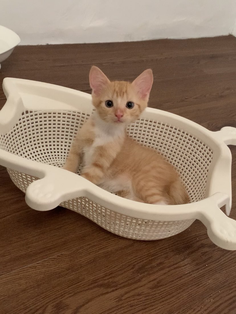 Sam 🦖 tweet media