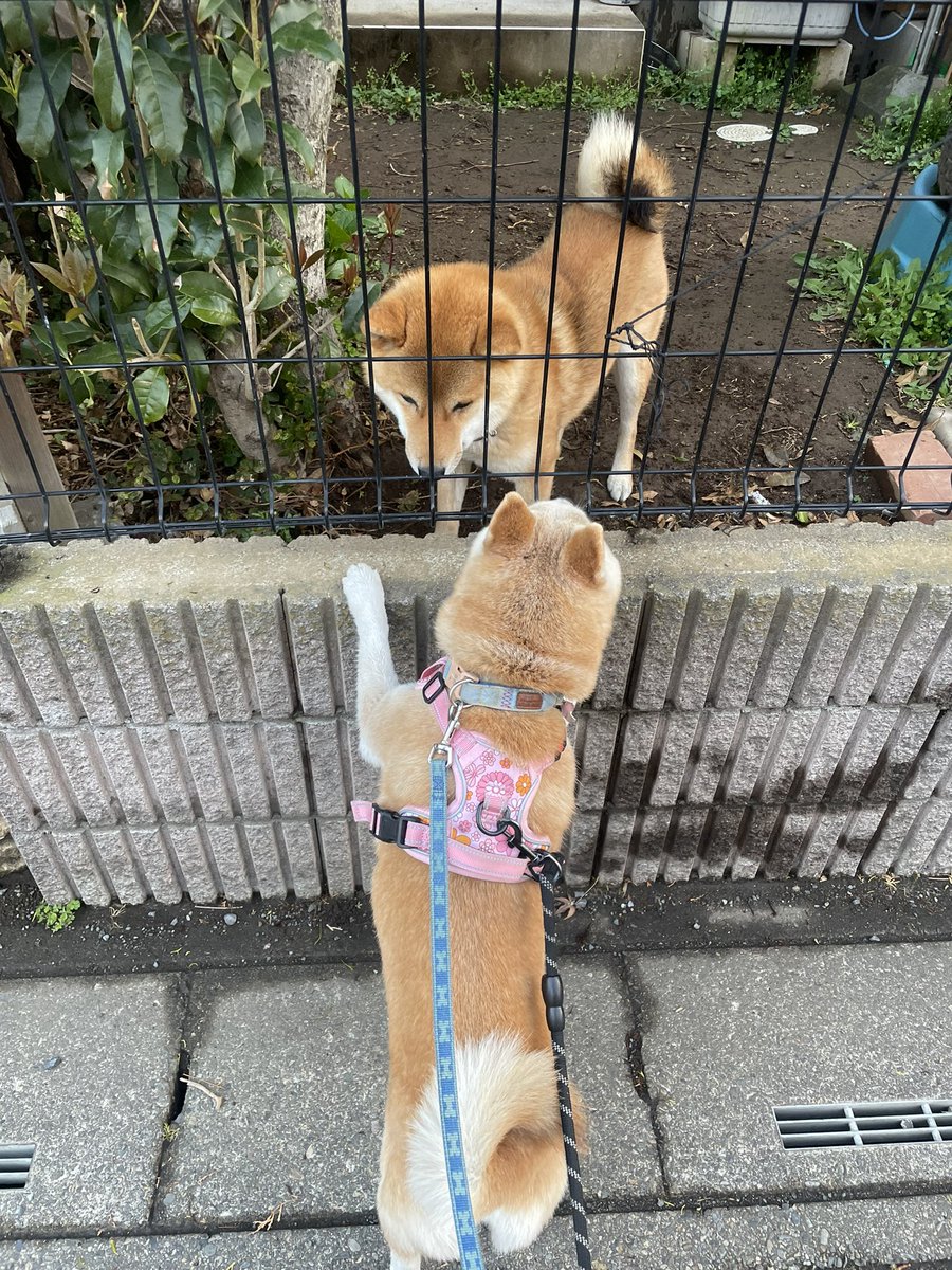 ゆのみ tweet media