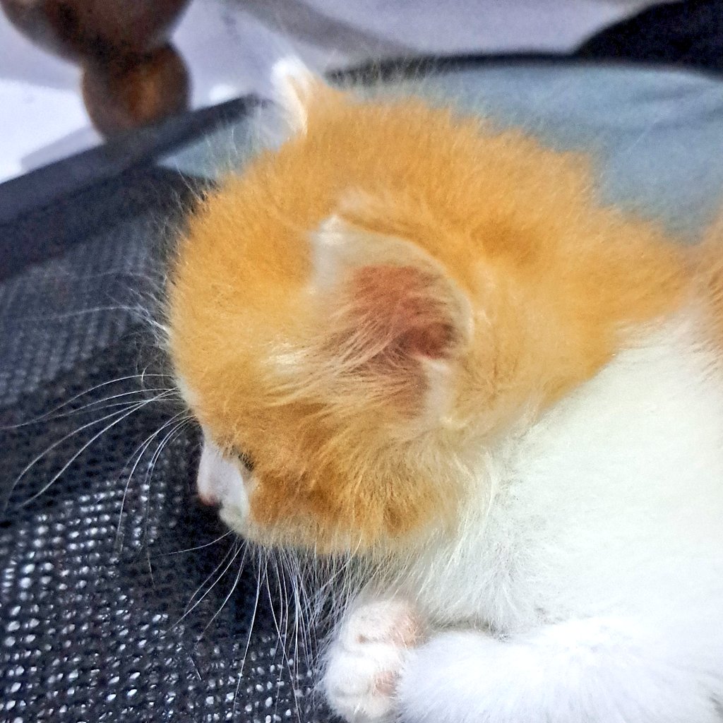 KURくろ @ CF22 tweet media