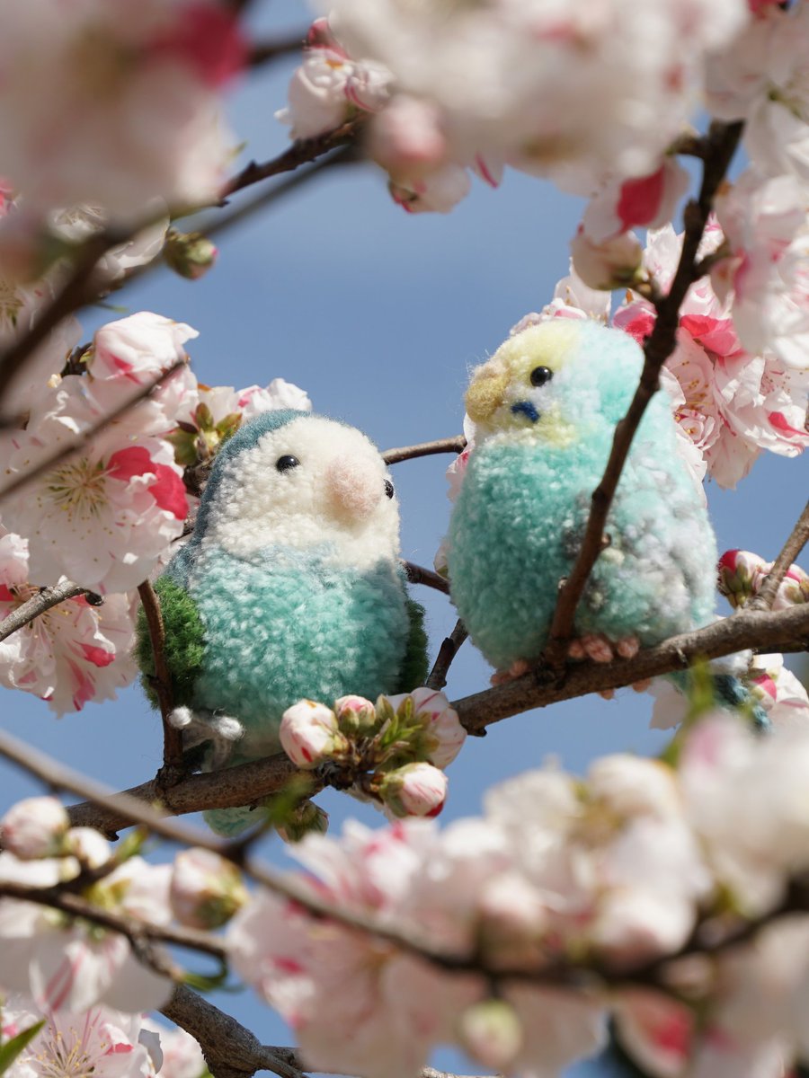 ぽんずの化身が特等席でお花見🌸