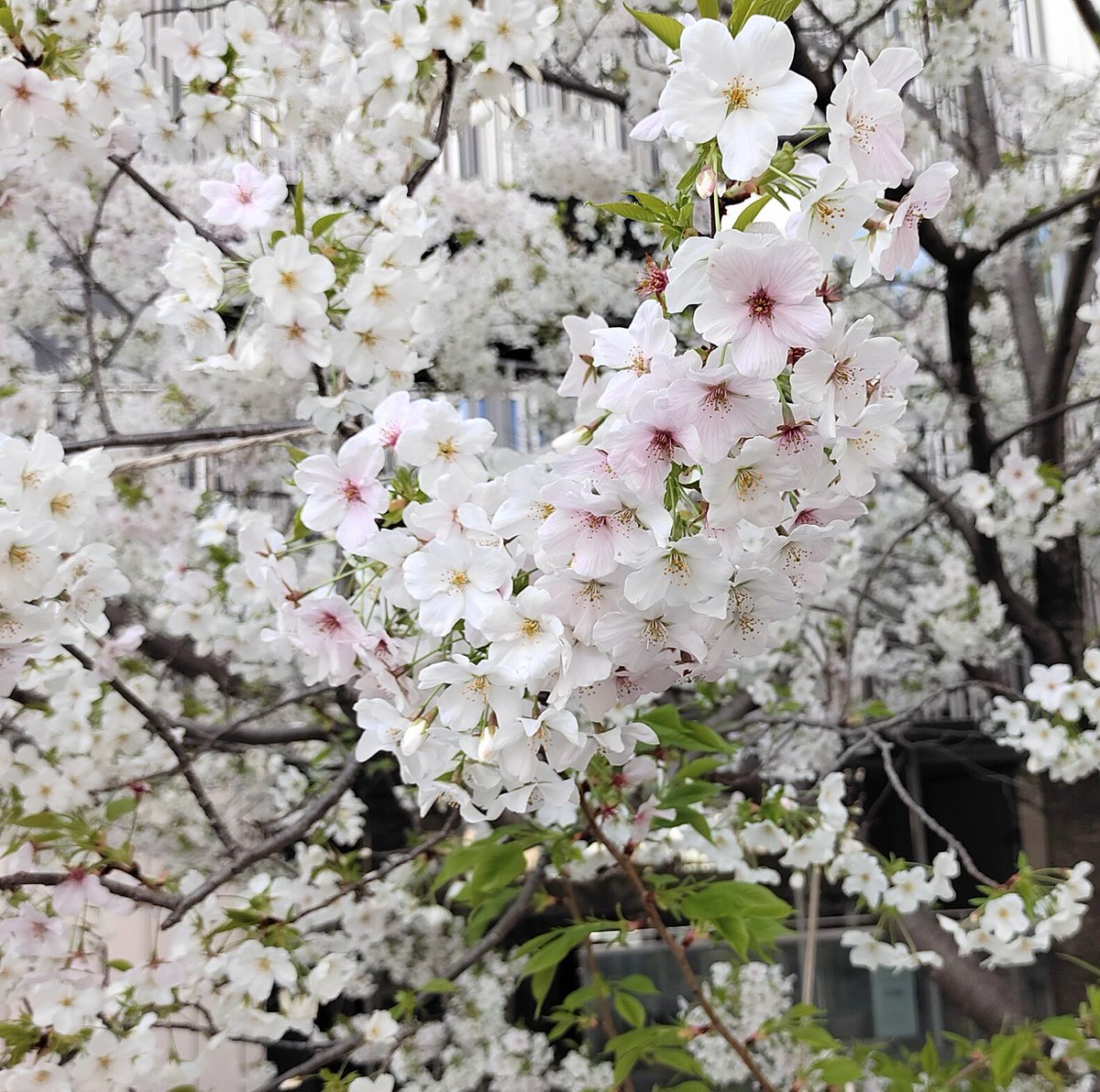 相談できる冊子印刷 tweet media