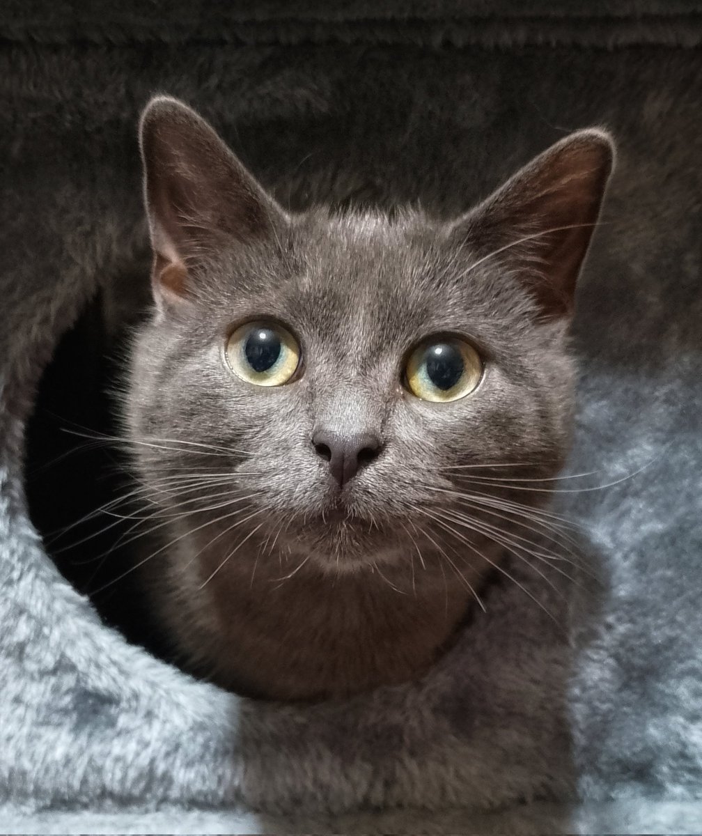 TTabby_TToe tweet media