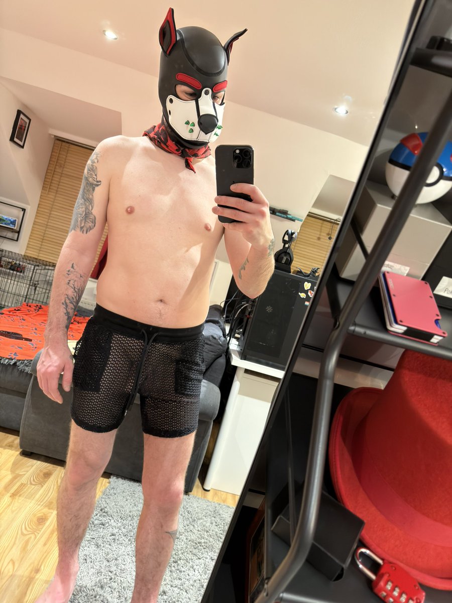 pupgremlin tweet media