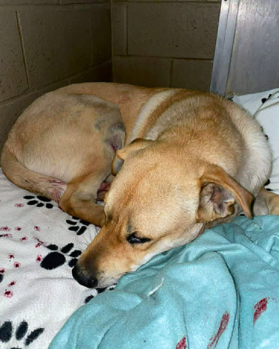 Hounds in Pounds tweet media