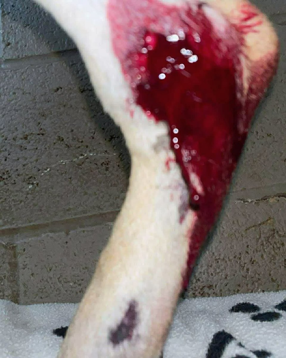 Hounds in Pounds tweet media