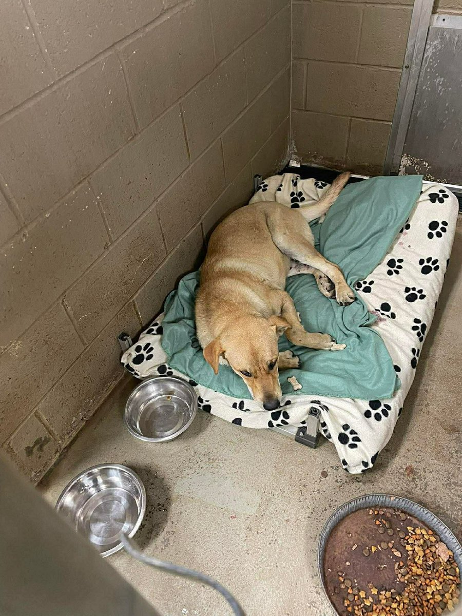 Hounds in Pounds tweet media