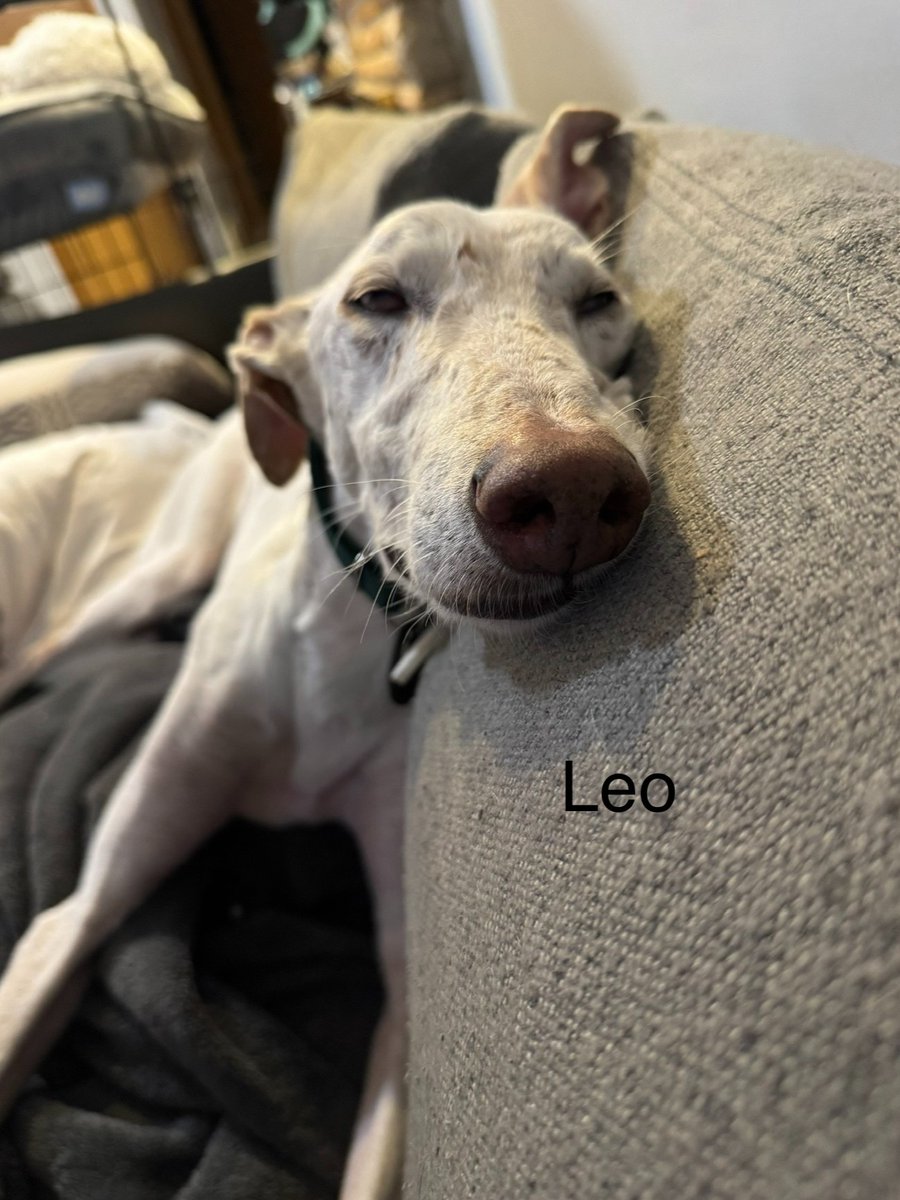 SPCA International tweet media