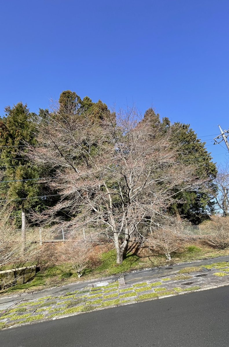 ベアパ tweet media