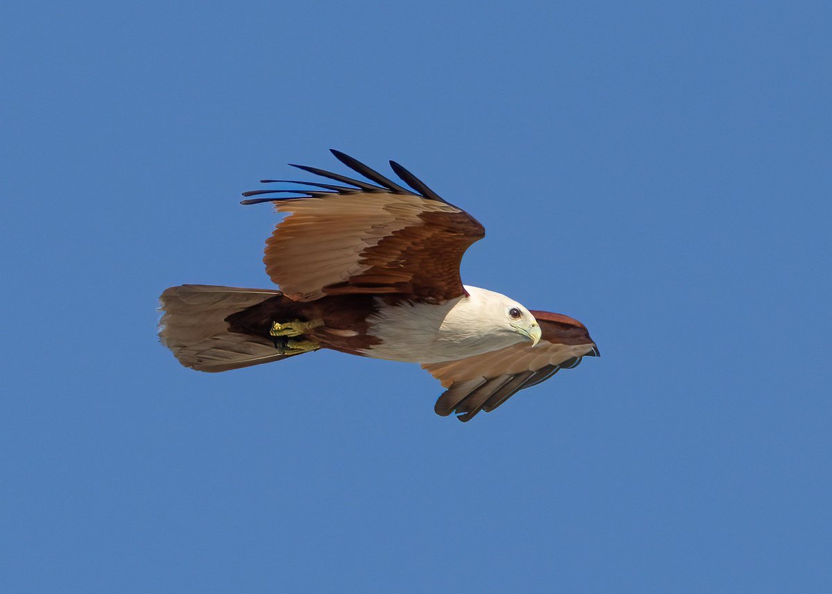 Vee Nabong tweet media