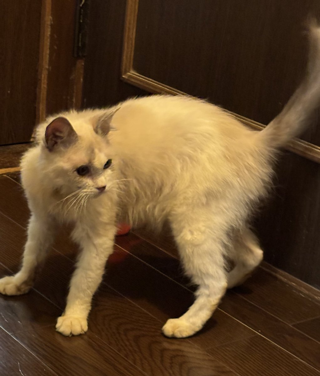 つかさ tweet media