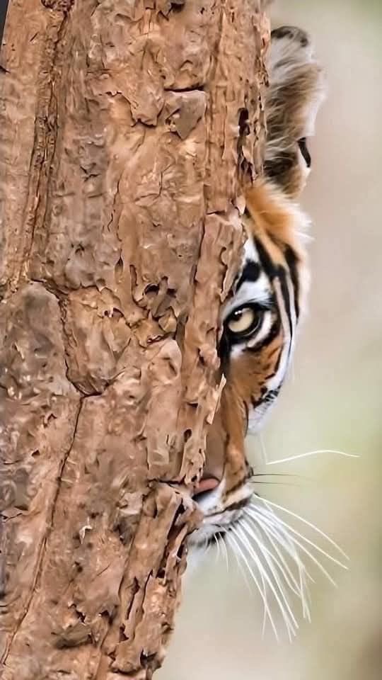 Taquito de Frijol tweet media