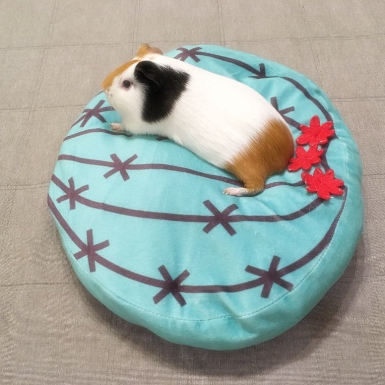 るもちゃん🌈とヒロ tweet media