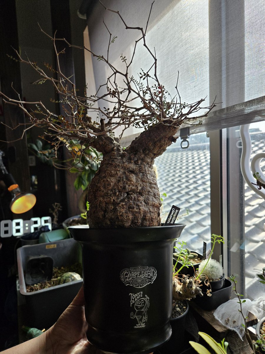 トニーver.カブトニー tweet media