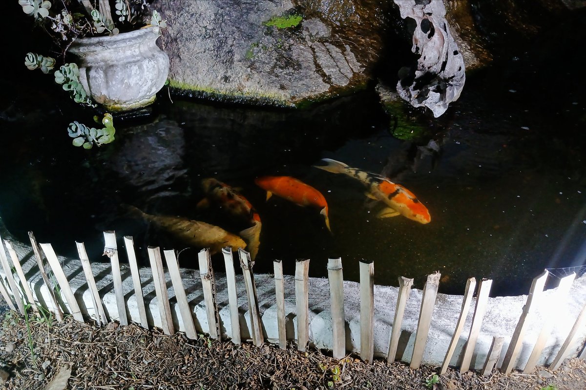 tubarela tweet media