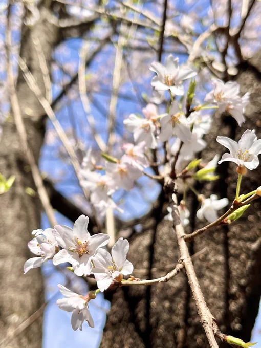駿府城、桜いまどんなかんじ? 小梳神社前は先々週あたりでほぼ満開だったけども。