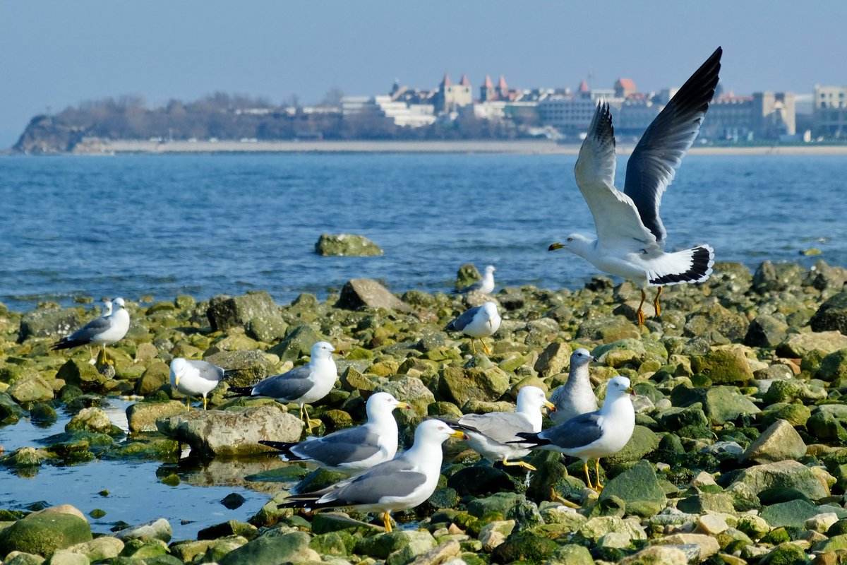 C21_Odyssey's tweet image. Peaceful life by the sea.春天的海鸥季
#seagull #snap 
-