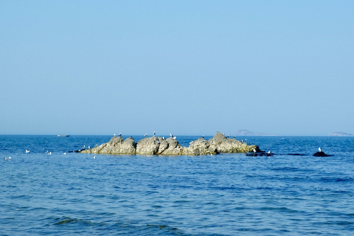 C21_Odyssey's tweet image. Peaceful life by the sea.春天的海鸥季
#seagull #snap 
-