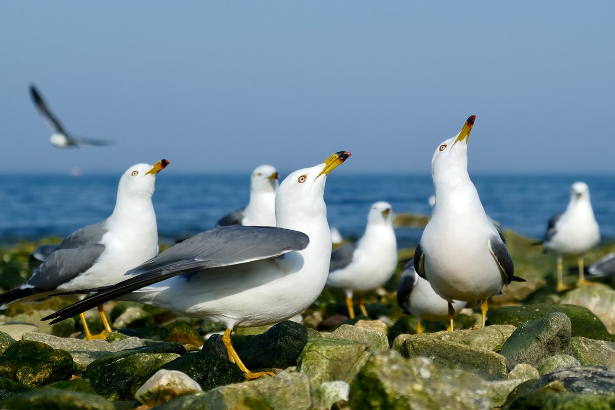 C21_Odyssey's tweet image. Peaceful life by the sea.春天的海鸥季
#seagull #snap 
-
