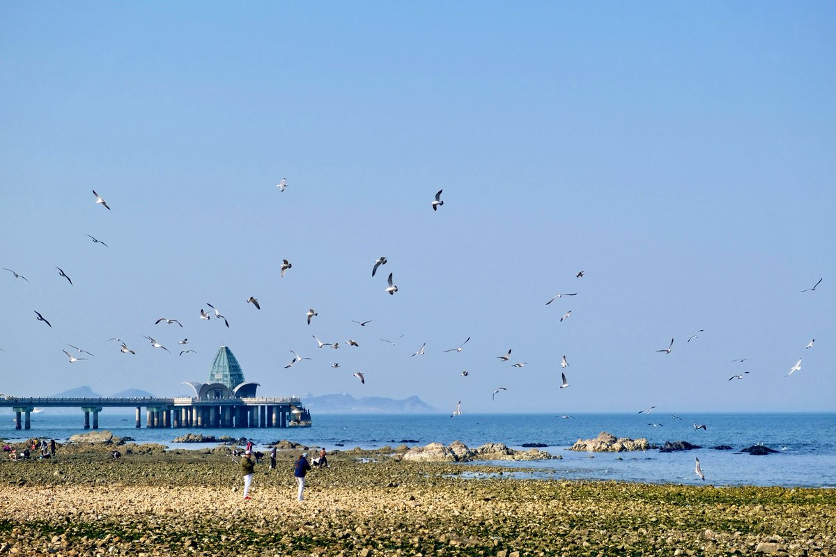 C21_Odyssey's tweet image. Peaceful life by the sea.春天的海鸥季
#seagull #snap 
-