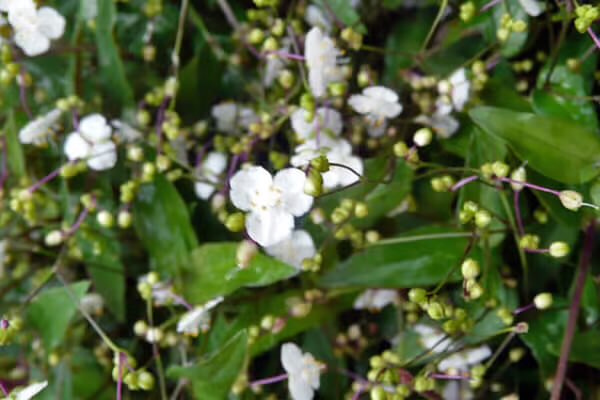 PYC JAPAN FAN TEAM tweet media