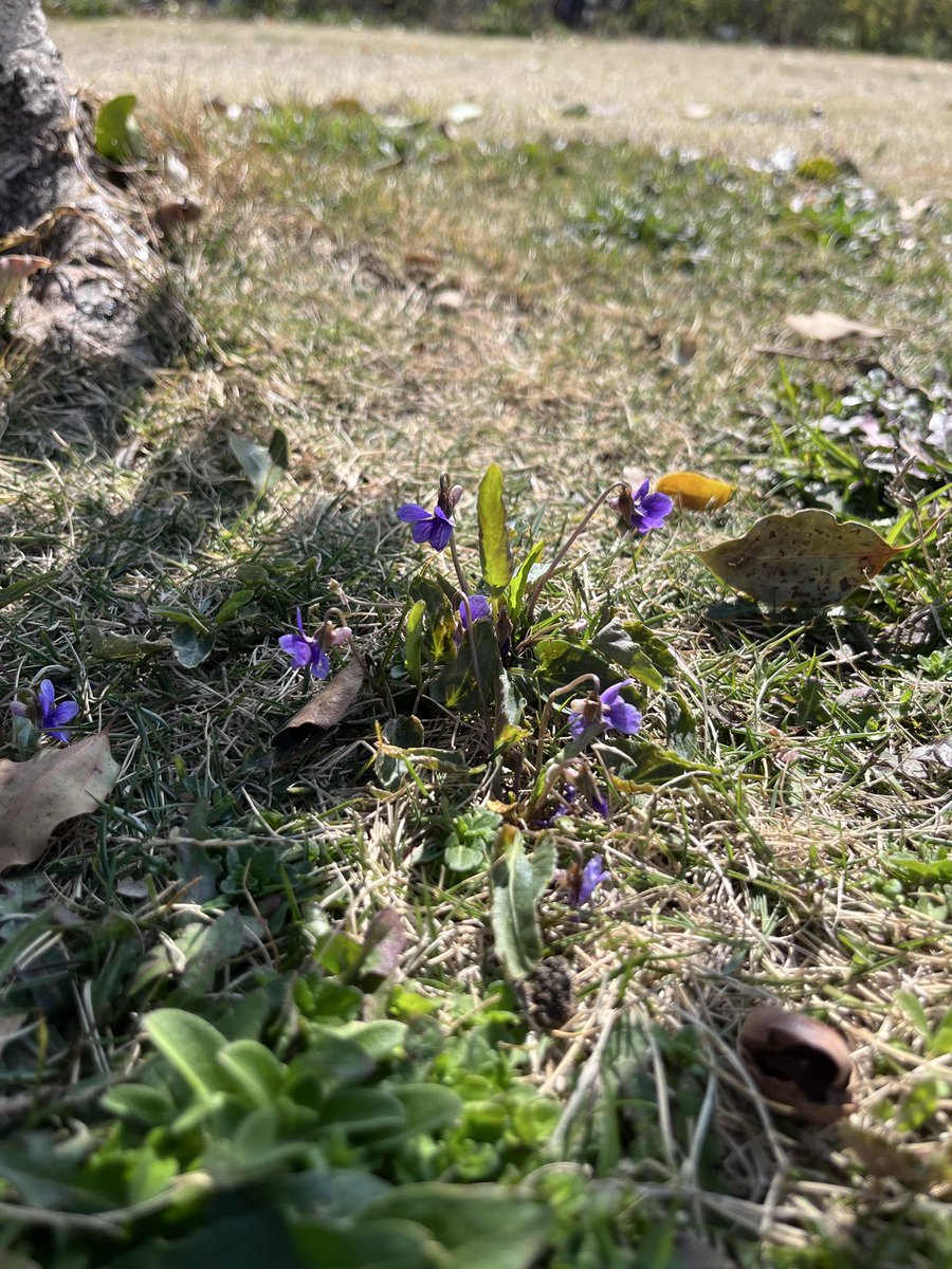 【公式】スピーチバルーンの企画担当coaの呟き tweet media