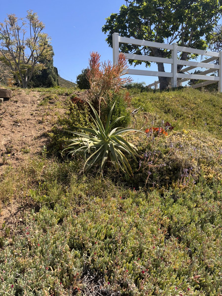 dalehauskins's tweet image. Sali Sonja from "The City in the Country" #Poway usdr Früehligs Dunschtig wärme Wätter sonnenscheini  #SoCal #SouthernCalifornia.