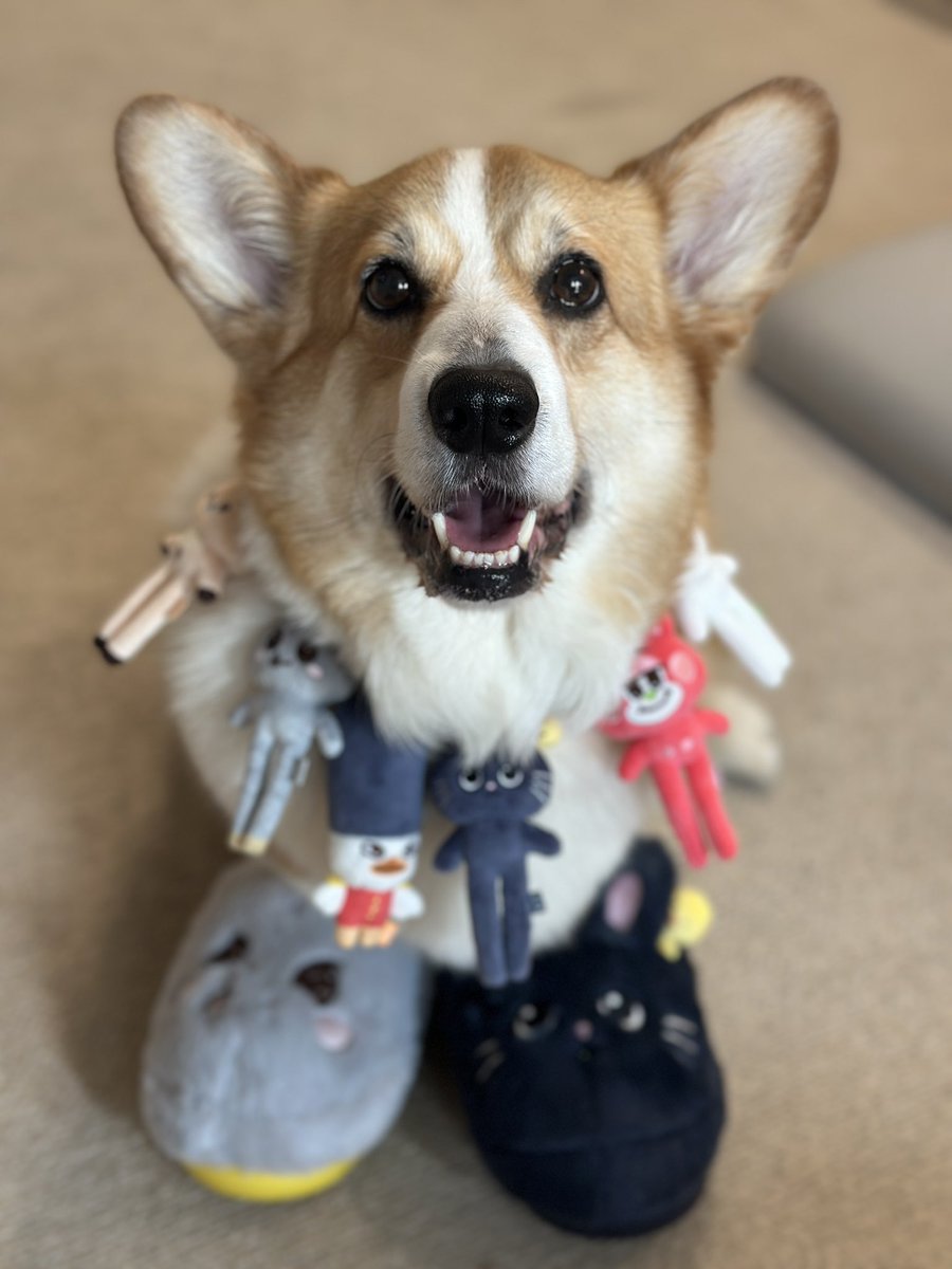 베이비송피스 tweet media